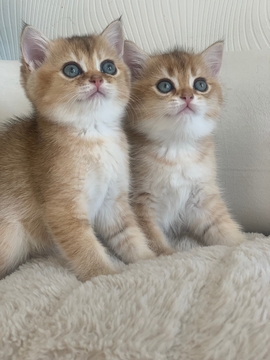 Котята Шотландской прямоухой кошки — купить в Киеве