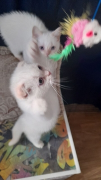 Кошенята Шотландської капловухої — купити у Одесі
