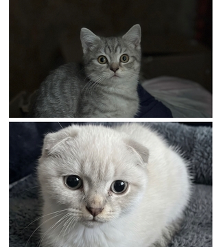 Котята Шотландской Вислоухой — купить в Днепре