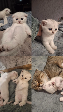 Кошенята Шотландської капловухої — купити у Харкові