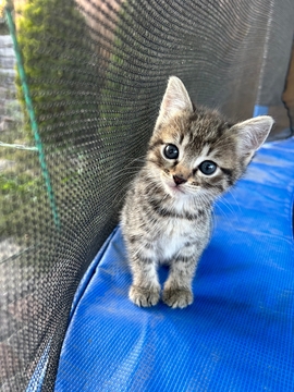 Котята Кошки без породы в добрые руки в Кропивницком
