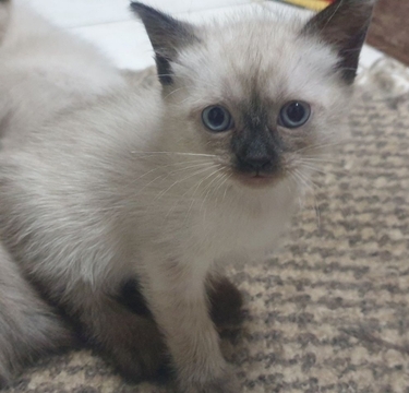 Котята Балинезийской Кошки — купить в Днепре