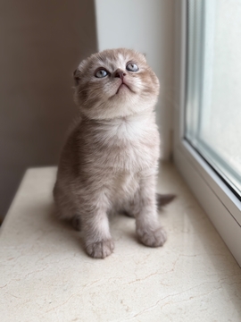 Кошенята Шотландської капловухої — купити у Одесі
