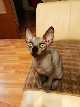Котята Кошки без породы — купить в Киеве