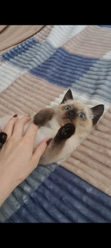 Котята Сиамской Кошки — купить в Киеве