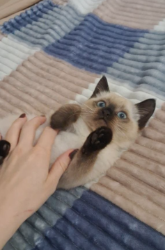 Котята Сиамской Кошки — купить в Киеве