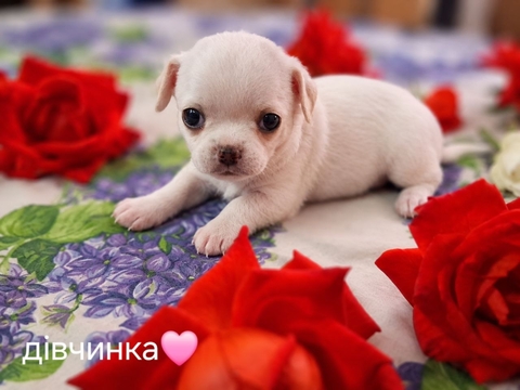 Щенки Чихуахуа — купить в Тульчине