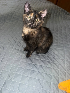 Котята Кошки без породы в добрые руки в Киеве