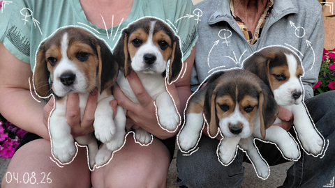 Щенки Бигля — купить в Глыбокой