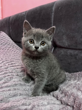Котята Скоттиш Страйта — купить в Львове