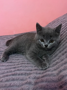Продажа котят Скоттиш Страйта — Львове