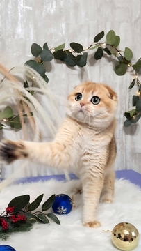 Котята Шотландской Вислоухой — купить в Киеве