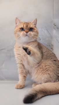 Котята Шотландской прямоухой кошки — купить в Виннице
