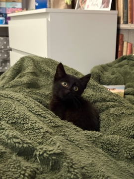 Котята Кошки без породы — купить в Киеве