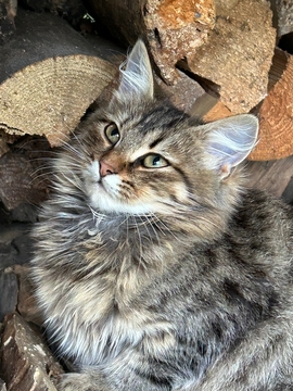 Котята Кошки без породы в добрые руки в Киеве