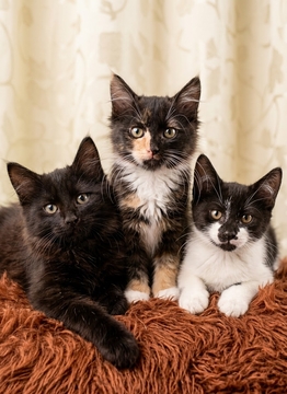 Котята Кошки без породы в добрые руки в Киеве