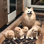 Кузнецов  Євгенз