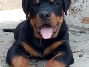 Ротвейлер